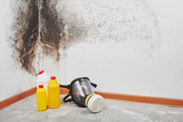 Best Certified Mold Removal  in Sunnyside Tahoe City, CA