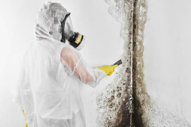 Trusted Sunnyside Tahoe City, CA Mold Removal Experts