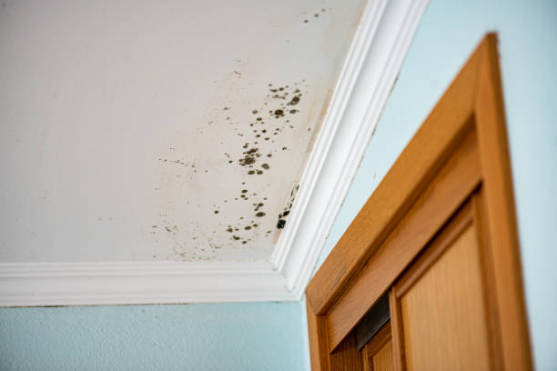 Mold Testing and Removal in Sunnyside Tahoe City, CA