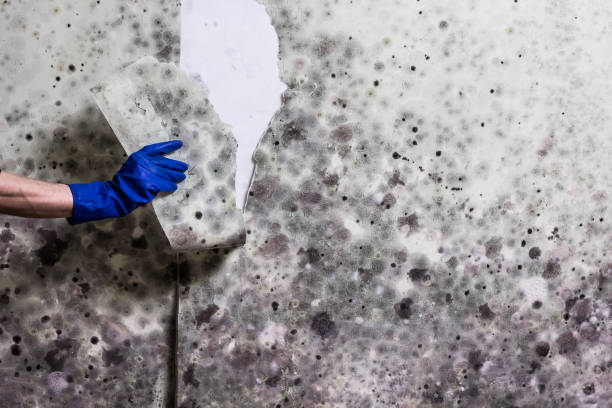 Best Crawl Space Mold Removal  in Sunnyside Tahoe City, CA