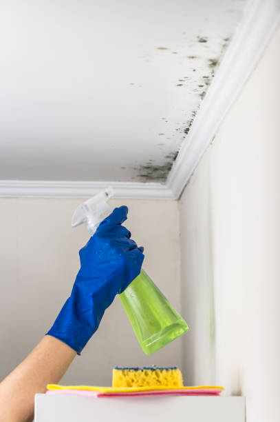 Best Commercial Mold Removal  in Sunnyside Tahoe City, CA
